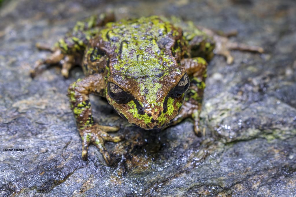 Archey’s Frog – NZFrogs