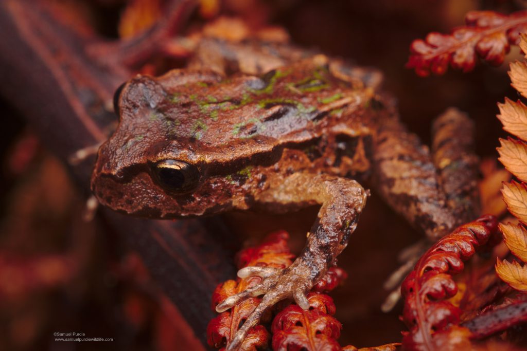 Archey’s Frog – NZFrogs