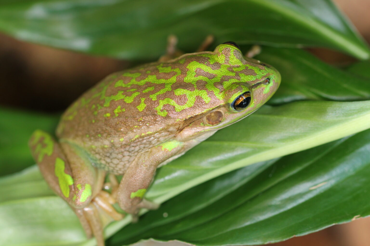 Green and Golden Bell Frog – NZFrogs