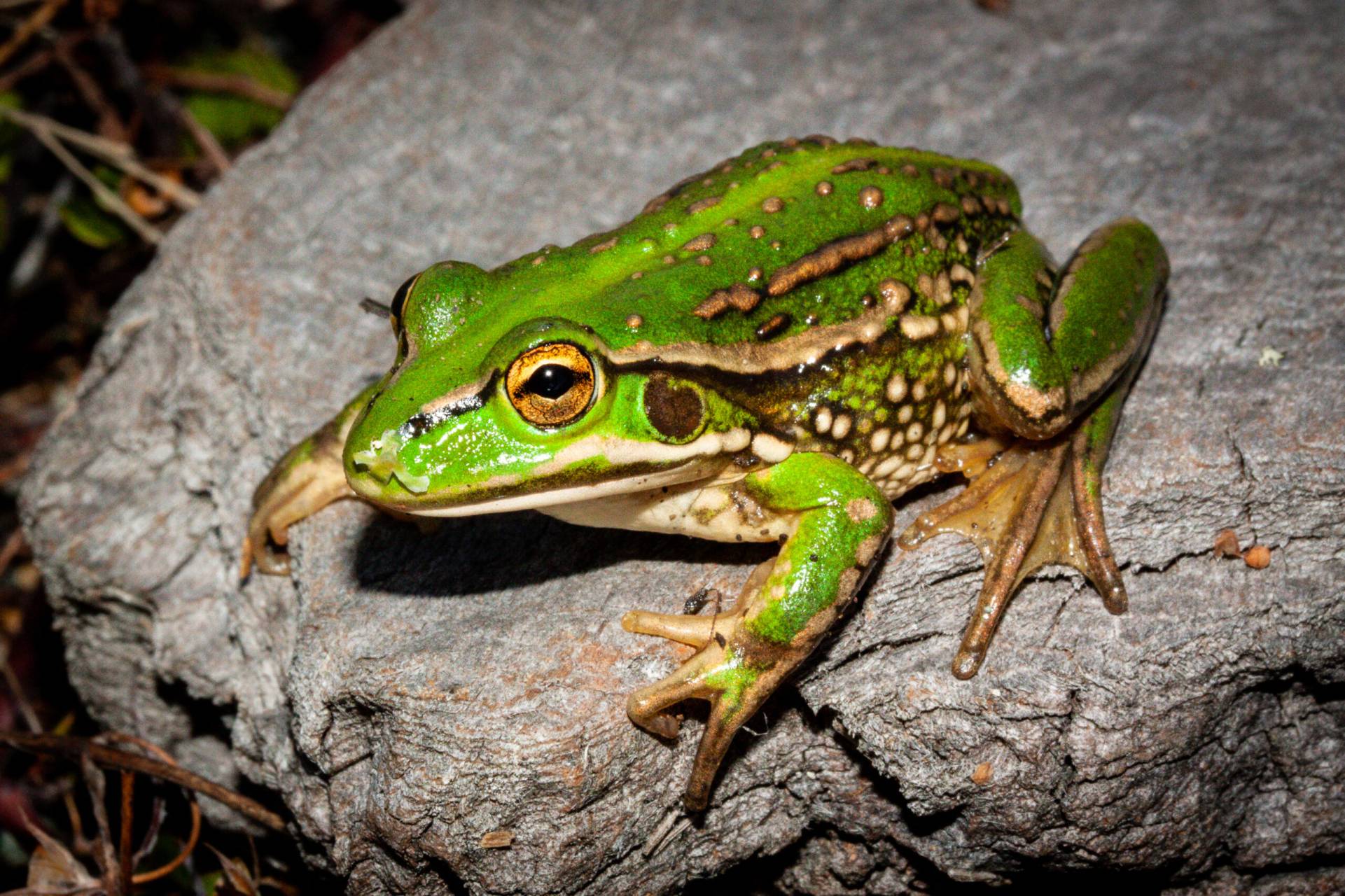 NZFrogs – Information and resources on frog conservation