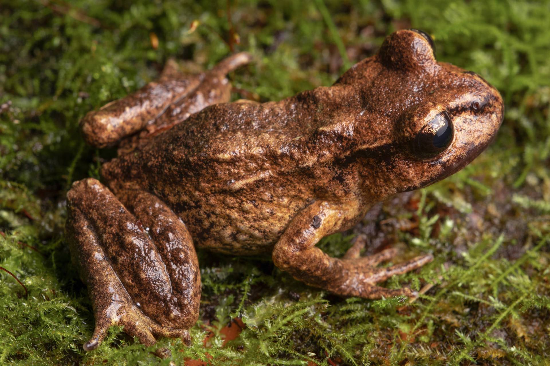 NZFrogs – Information and resources on frog conservation